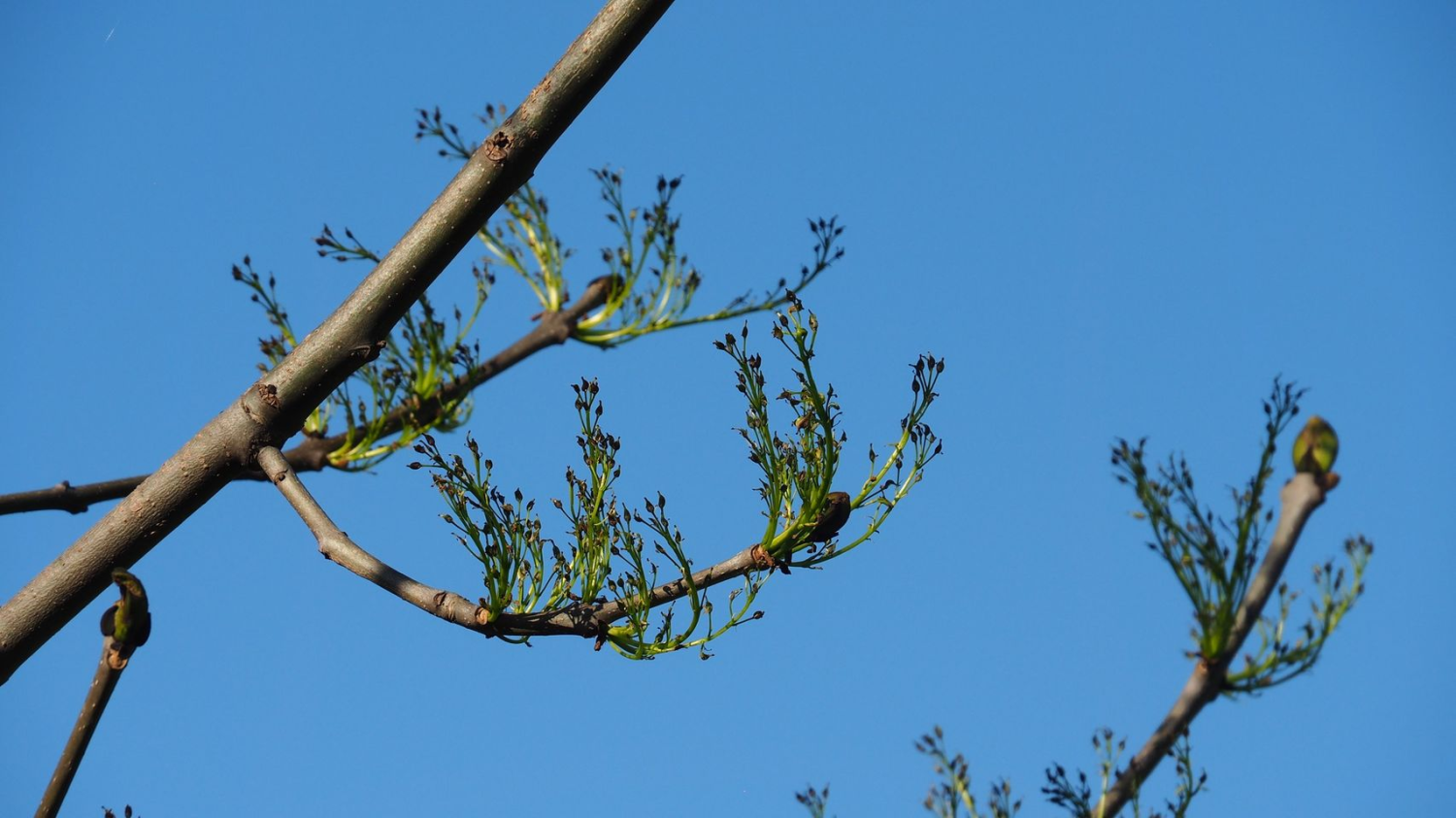 livebirdspoland_4638f9136e184b4cbf00189852b58b94.png