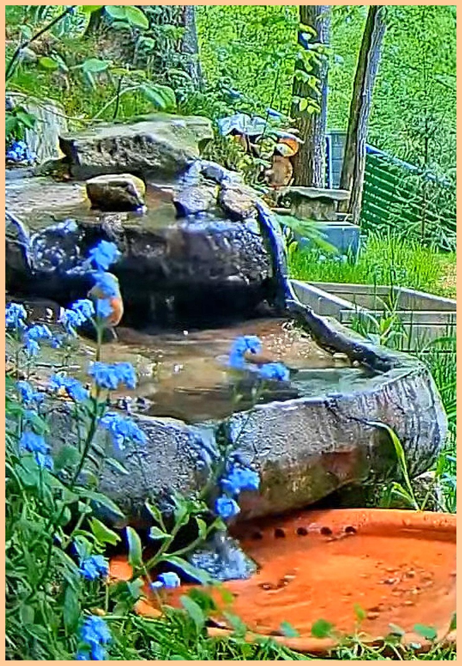 livebirdspoland_3c6d949ebef9be523674f6ceb0090ca3.jpg