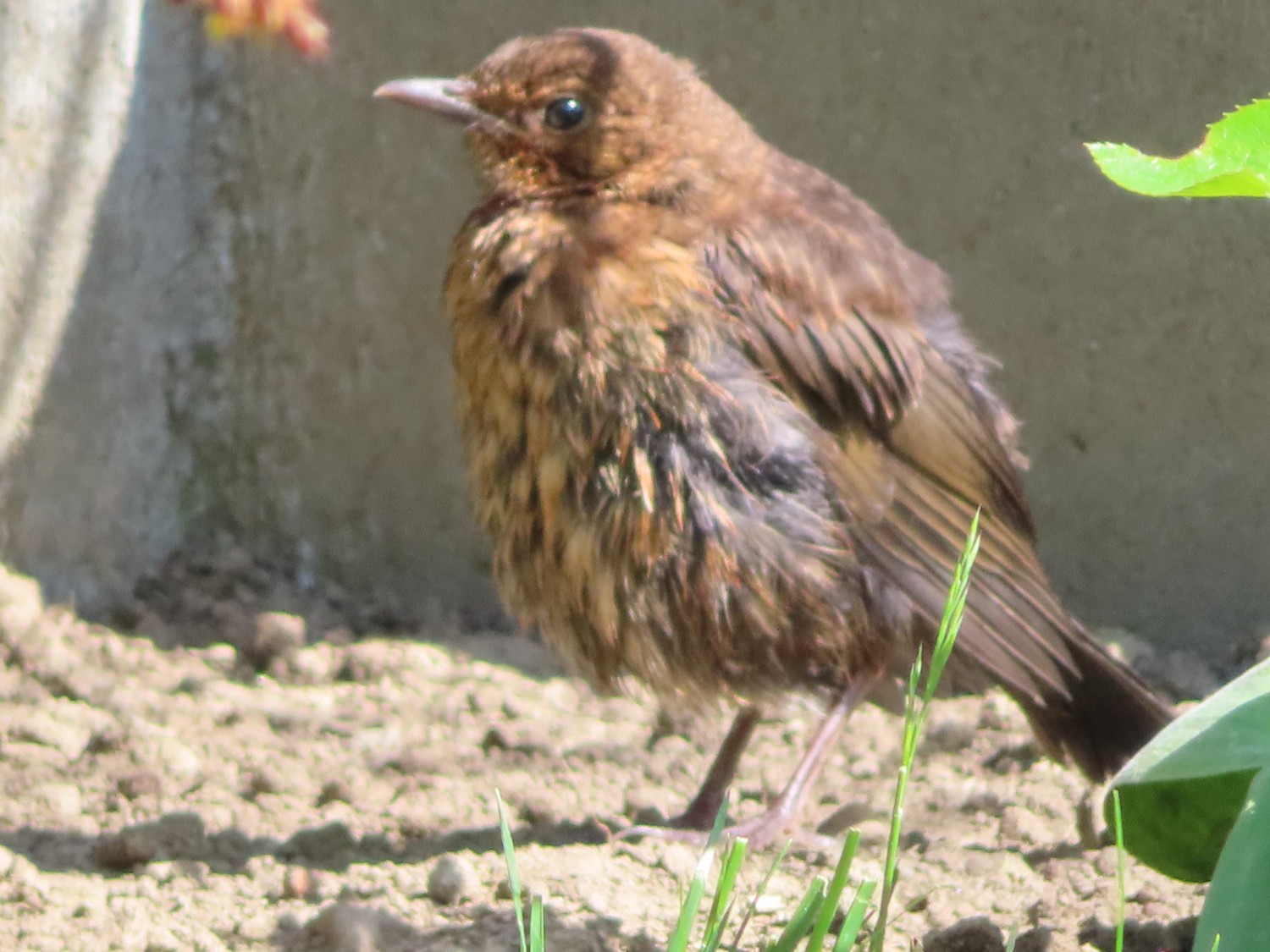 livebirdspoland_1306c4def1d5d5b28150477bab0d76c7.jpg