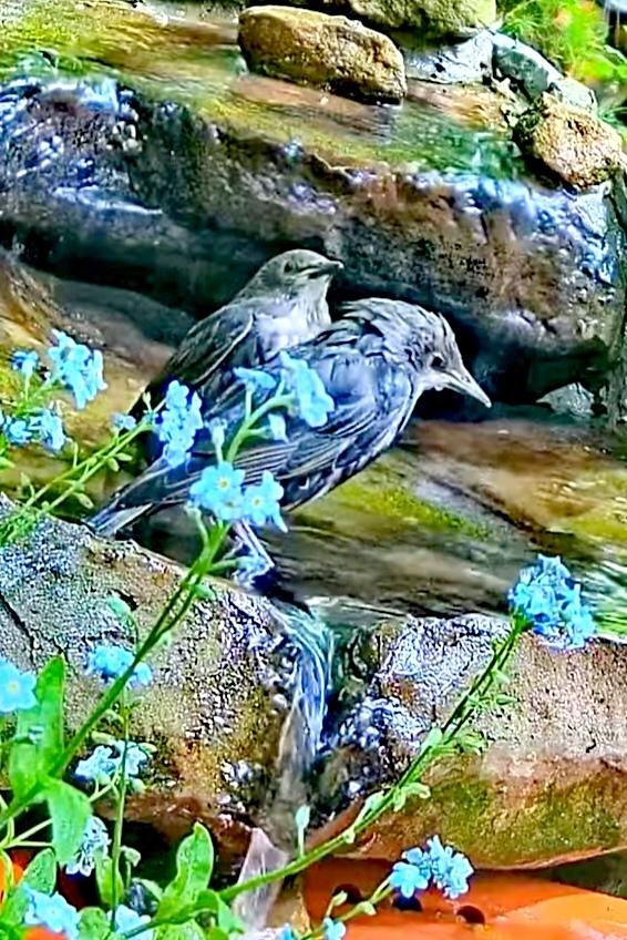 livebirdspoland_83b788cbc0c8f75b938877ef14ad2046.jpg