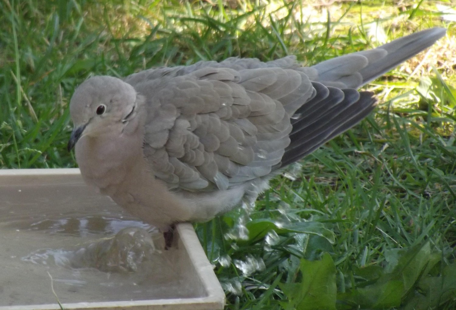 livebirdspoland_6374079fb67f35455d79b47040c880f8.jpg