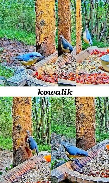 livebirdspoland_adc00b83500dff179091348be9c98c10.jpg