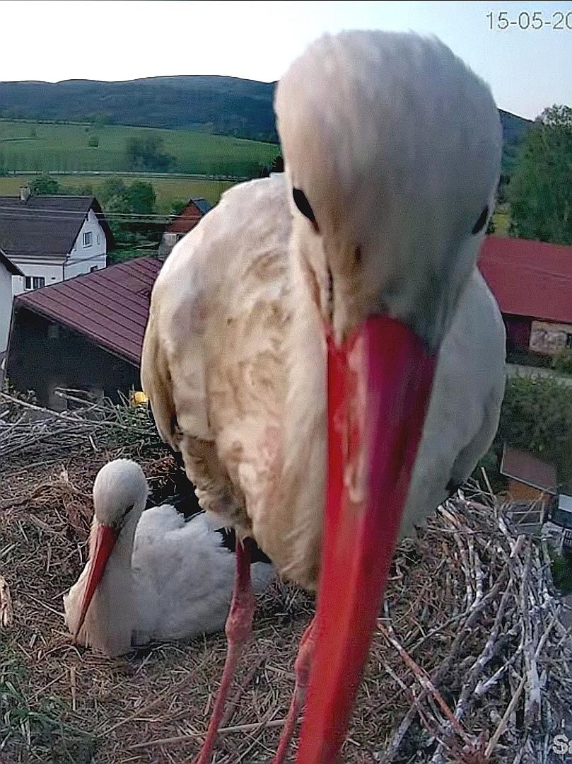 livebirdspoland_3f836c1e48e52a9633b1dfad500da4dd.jpg
