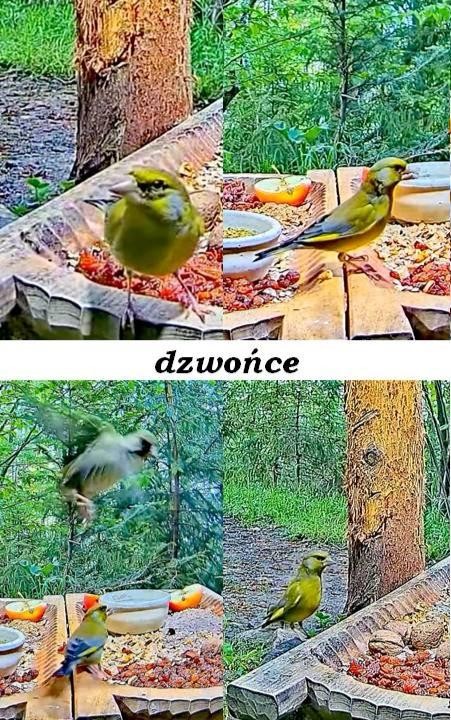 livebirdspoland_bf9d478f0ba72071f18398460d095c94.jpg
