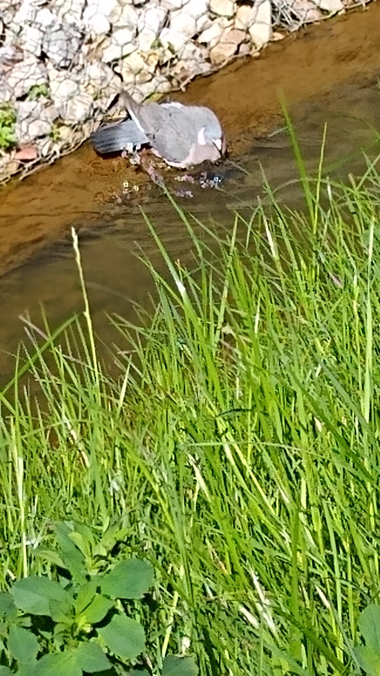 livebirdspoland_ecbc247aabd881f8c09f382aa68764f7.jpg