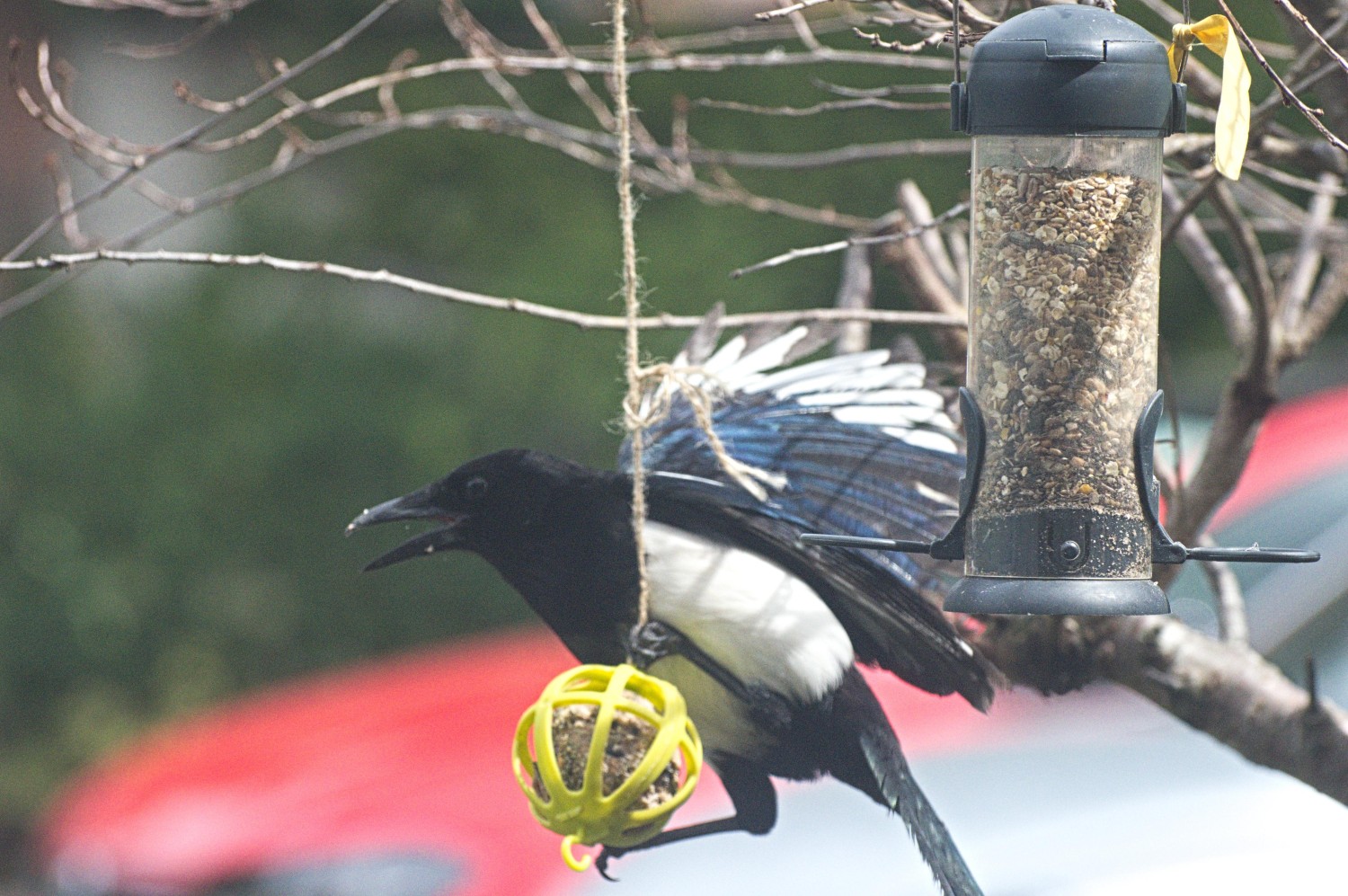 livebirdspoland_8fd78363683e8685580ecc6c8af57c43.jpg