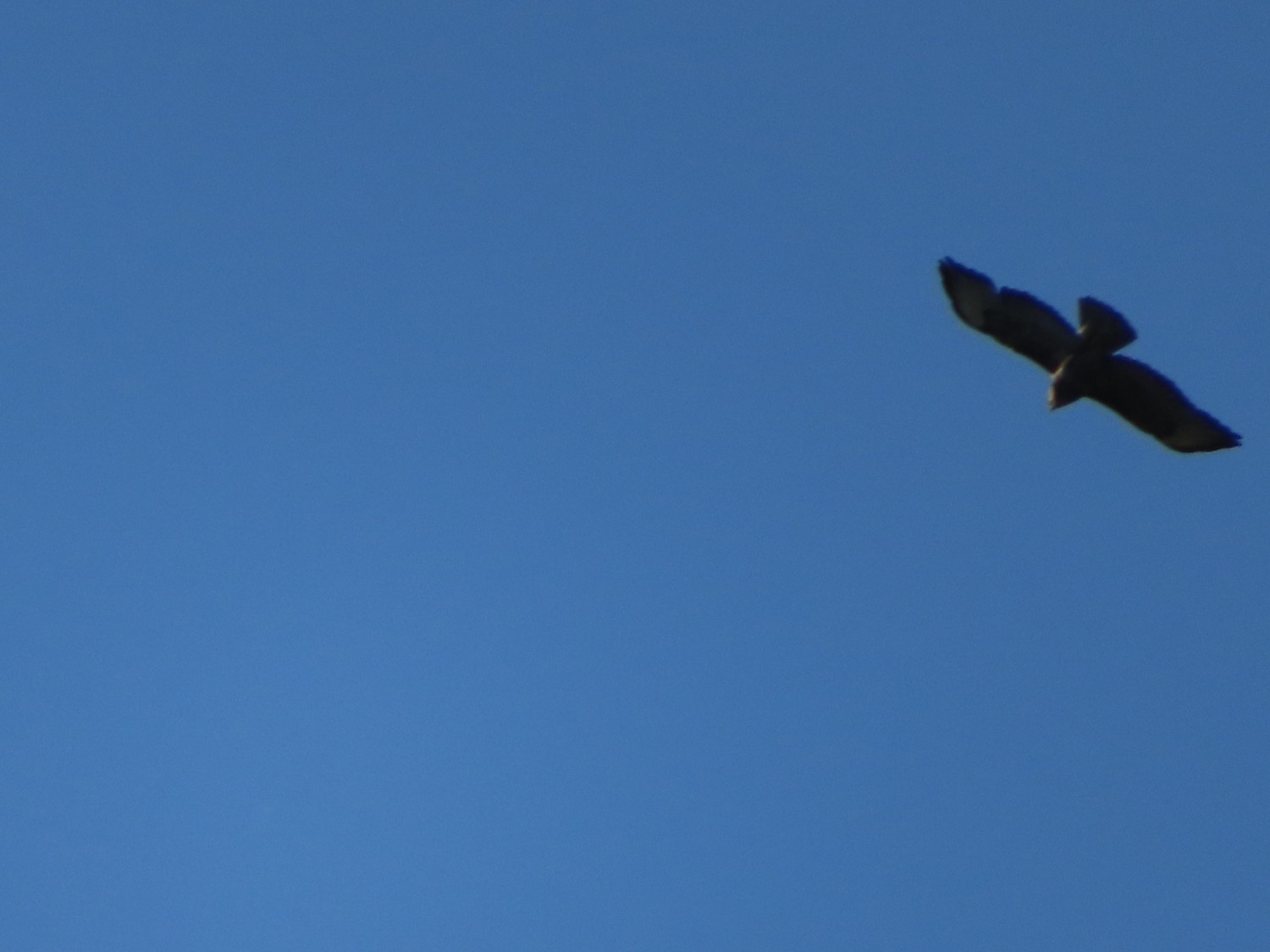 livebirdspoland_18e3f57e9b4bdab4af34656afb5735ed.jpg