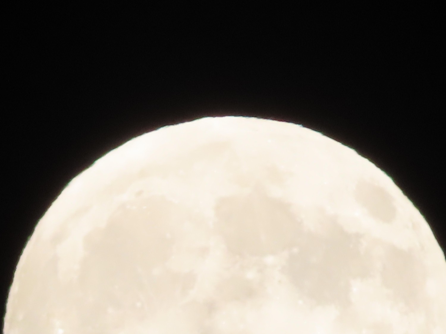 livebirdspoland_d7f9f2e7b9228f86cebd383f22603bde.jpg