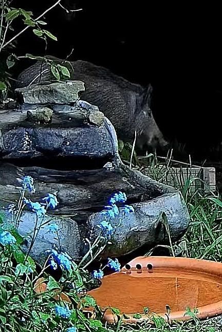 livebirdspoland_28f820ec3fa2eba24b6b671ceb8e791e.jpg