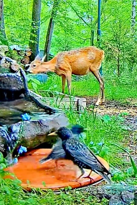 livebirdspoland_94c555cc27751dced3d2b4491bc40d27.jpg