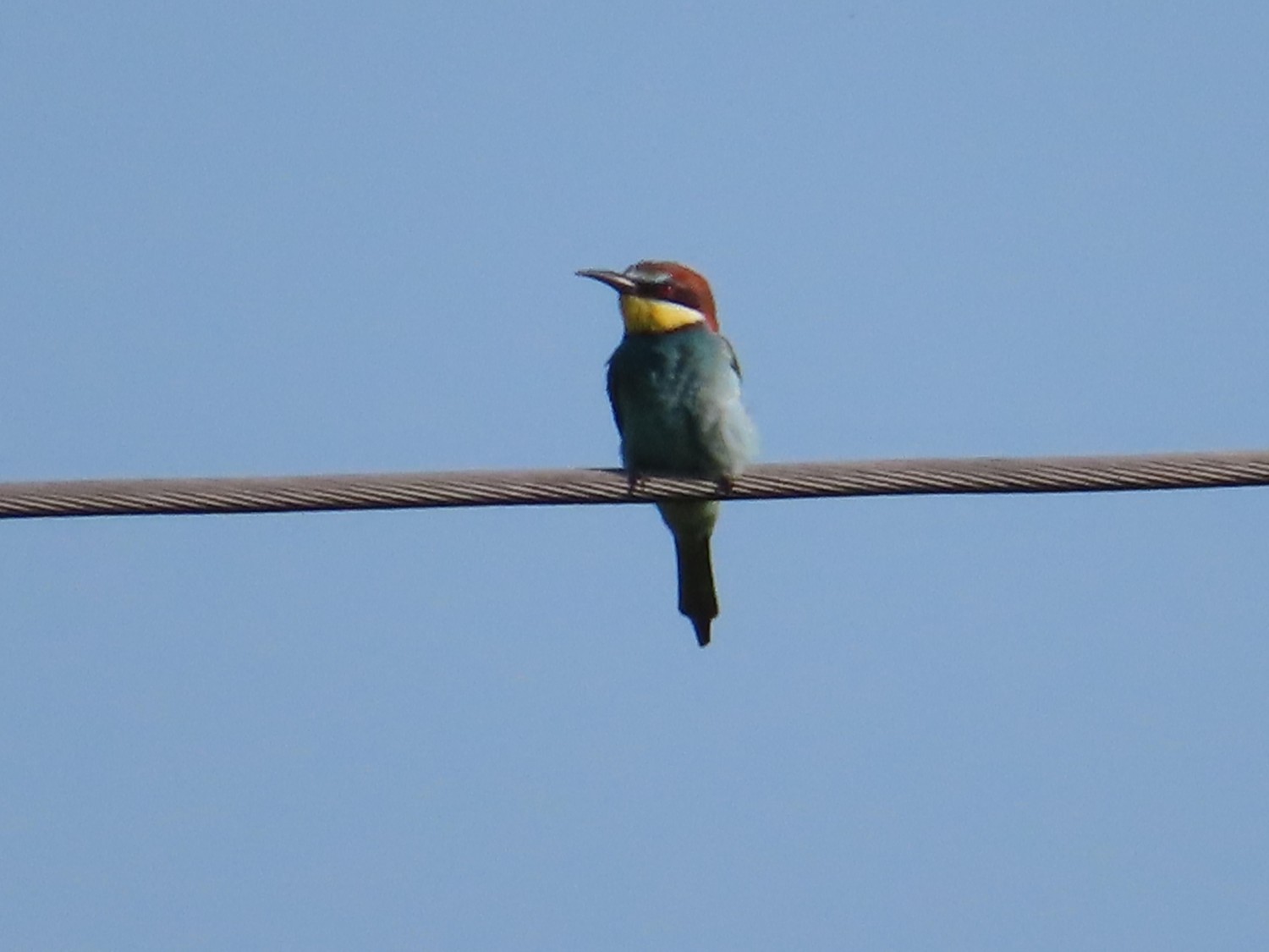 livebirdspoland_195cad582a3e1903120cb21f58dcb15f.jpg