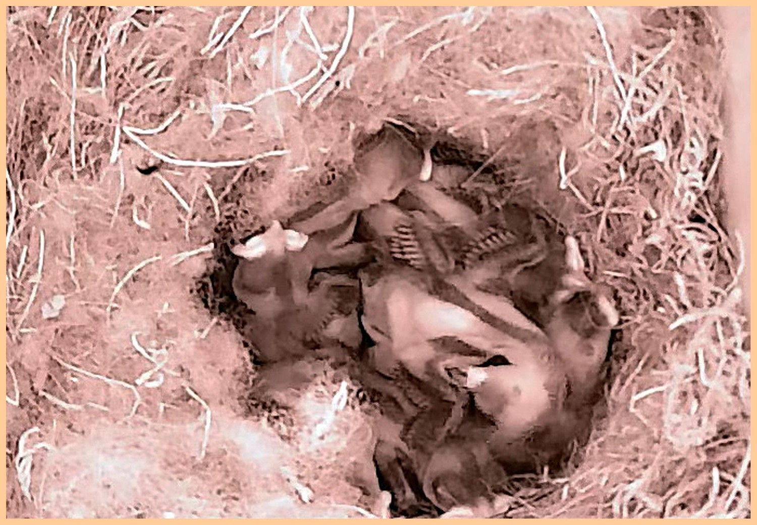 livebirdspoland_bad4211565d32c6304dbff4997cdc6e0.jpg