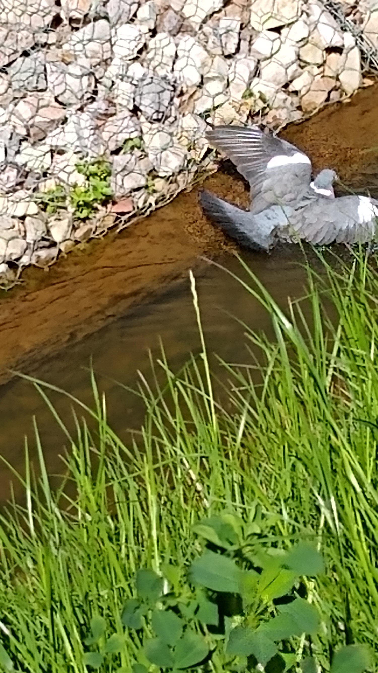 livebirdspoland_420cb3f82274a38187427e64bd36416a.jpg