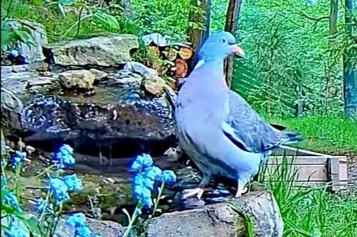 livebirdspoland_c971a90c7b03217d0907735c88f13a56.jpg