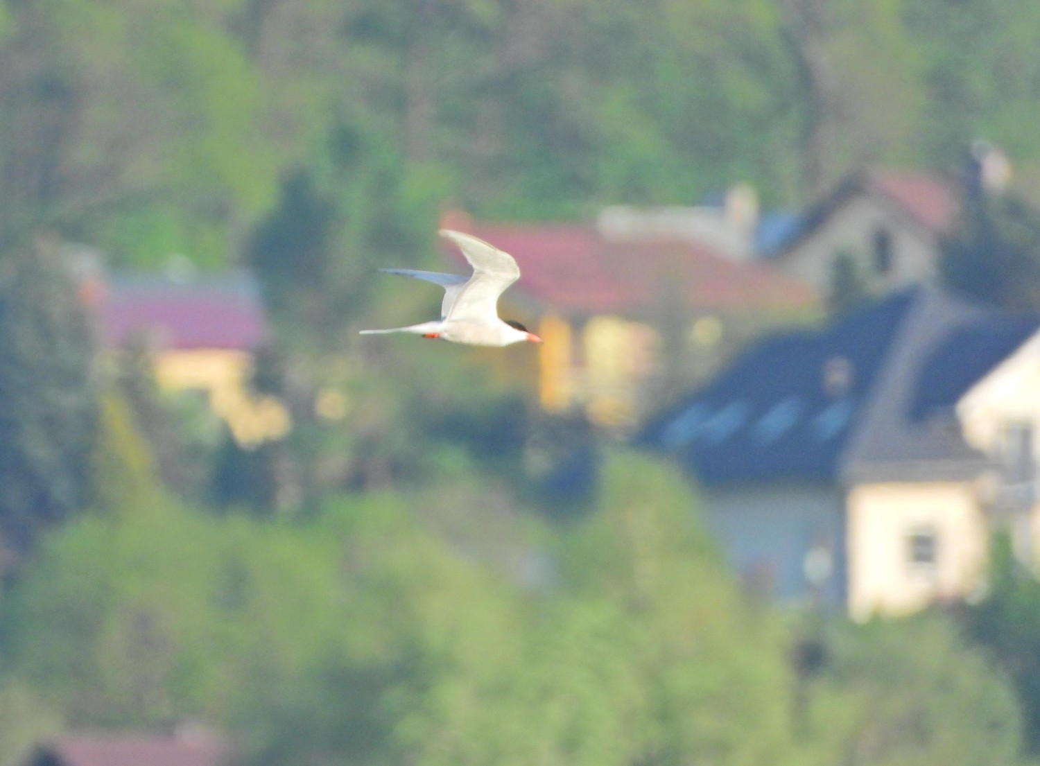 livebirdspoland_a079684dbcb8e897836666f5385a6ccd.jpg