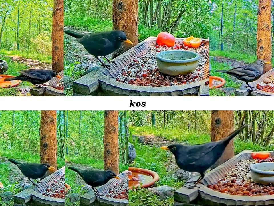 livebirdspoland_00ca9c6c6fe964980d916e5384f3ed78.jpg