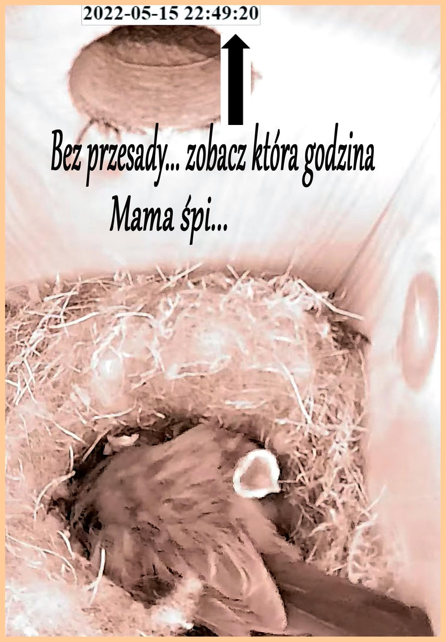livebirdspoland_571b6ca019abb00ab8b9a915839f0bba.jpg