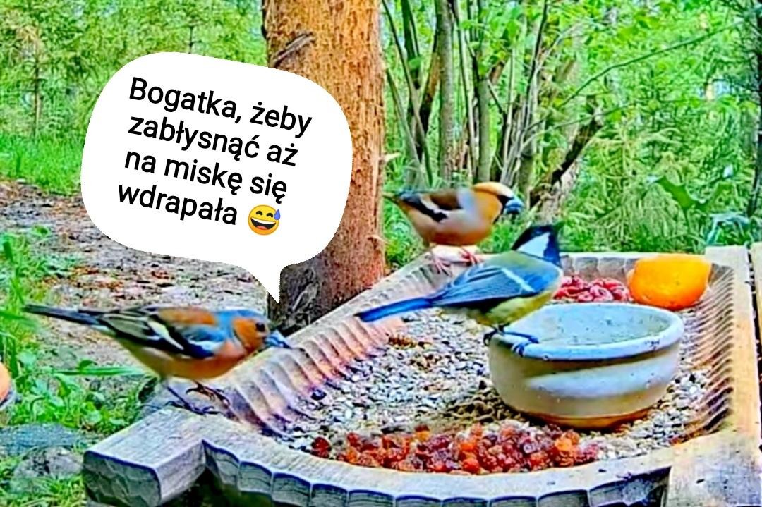 livebirdspoland_dfbeb314e5a8f95ef236d6a26609dfcf.jpg