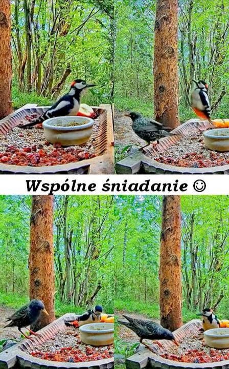livebirdspoland_3f8352c722e5b7734a2b9e55352a0560.jpg