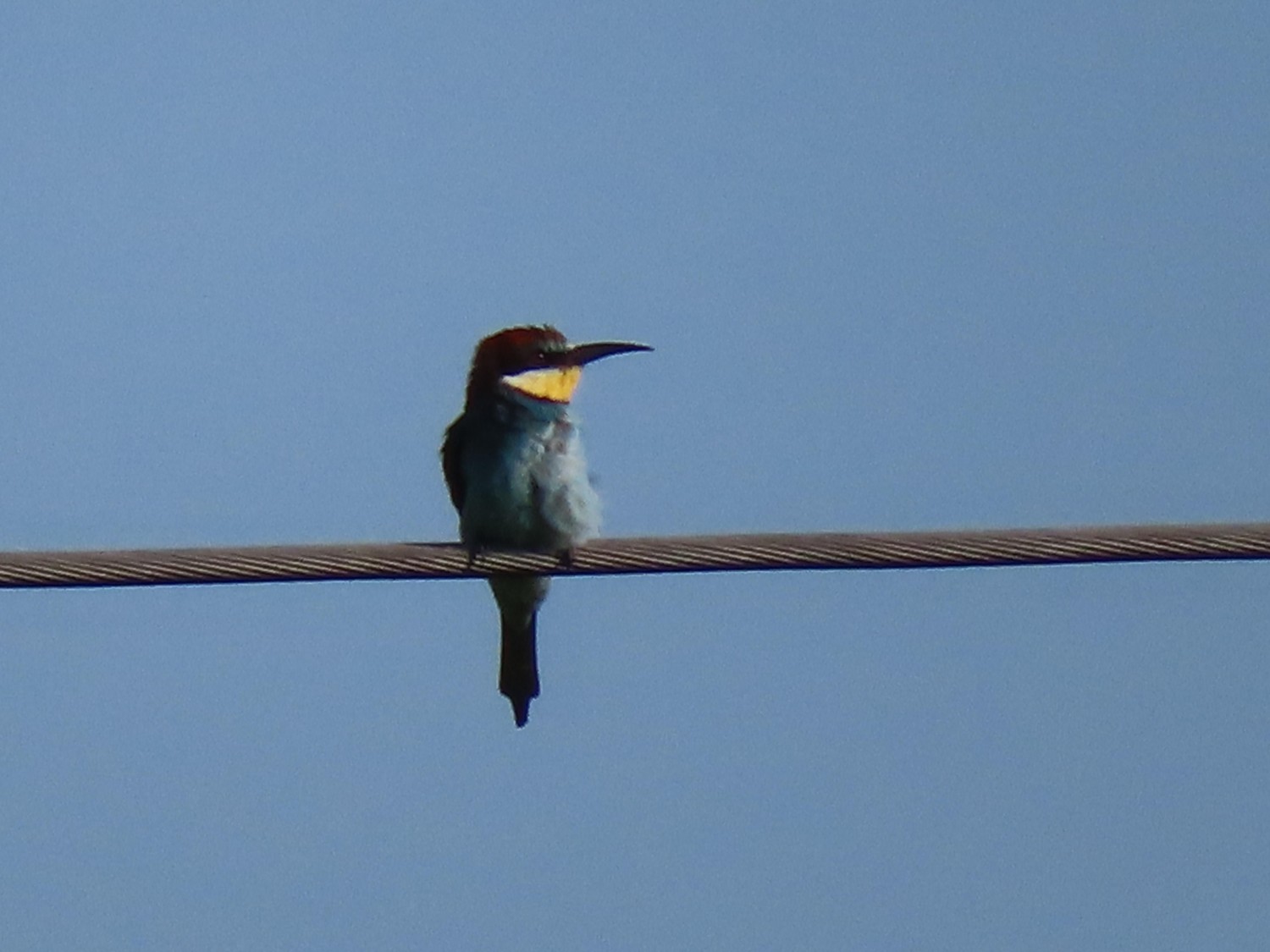 livebirdspoland_418ea60089d09e1a4fba12781a682949.jpg