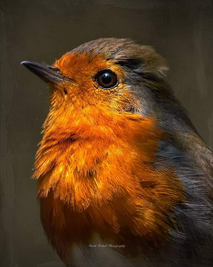 livebirdspoland_deae1ca66cdd51ecd4341219aacacf12.jpg