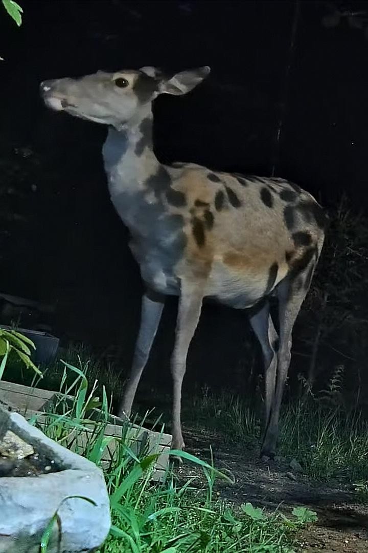 livebirdspoland_5ebfdf82272c30b22980c442c2831abd.jpg