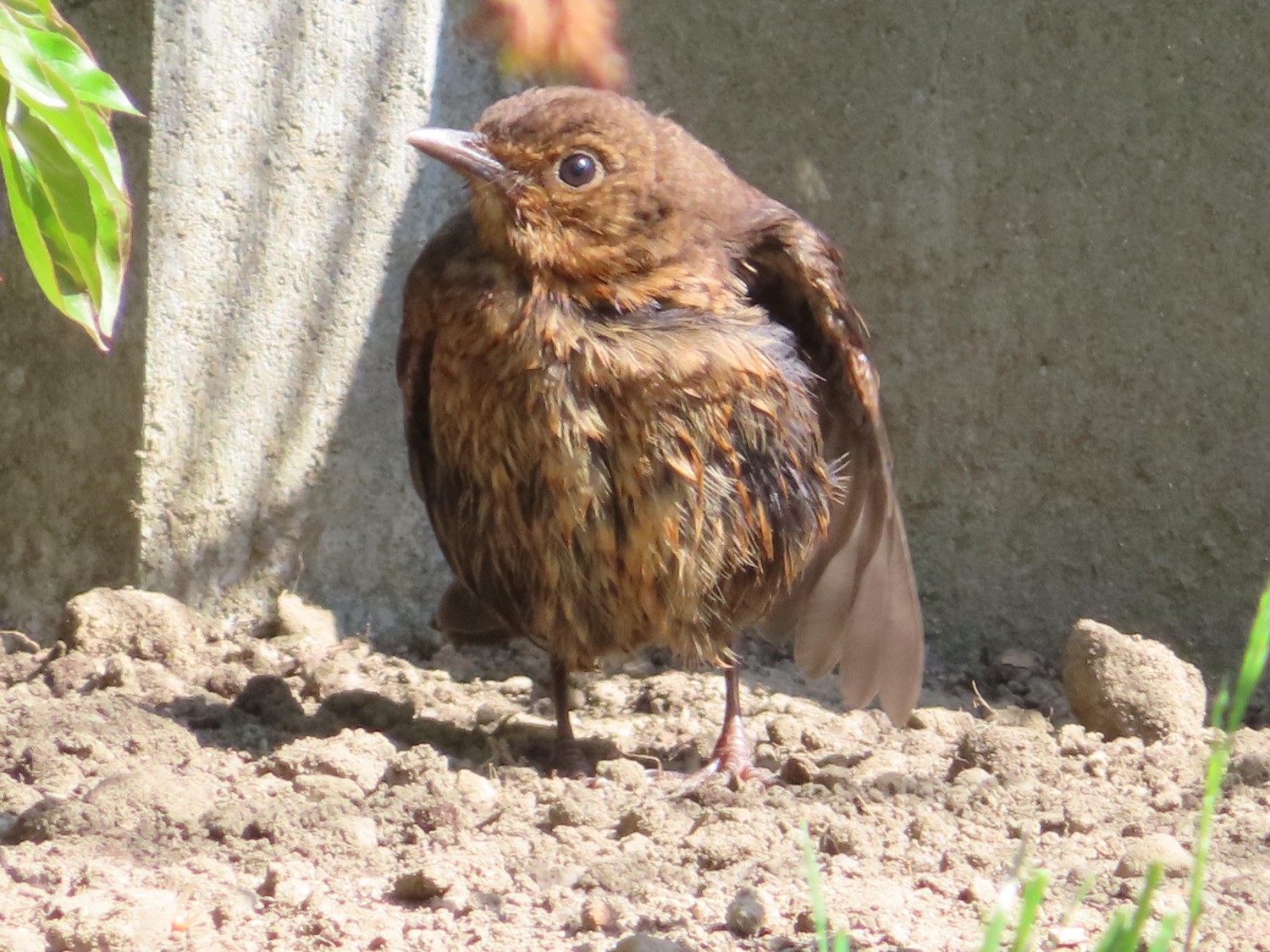 livebirdspoland_814ddf32708170bbe0d7fecad8f88b63.jpg