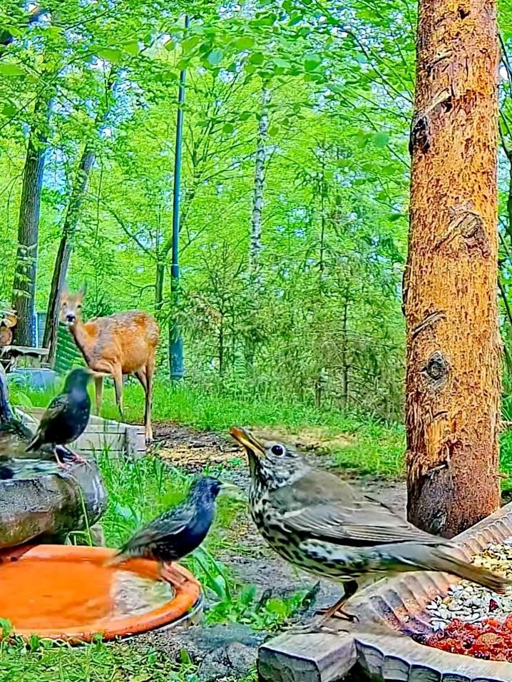 livebirdspoland_df6f52dd8bbb14b2d943b5c623c63679.jpg