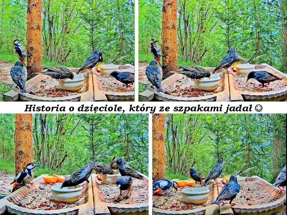 livebirdspoland_b4872eb99bc3ae24fe86b6f6f78a0fdd.jpg