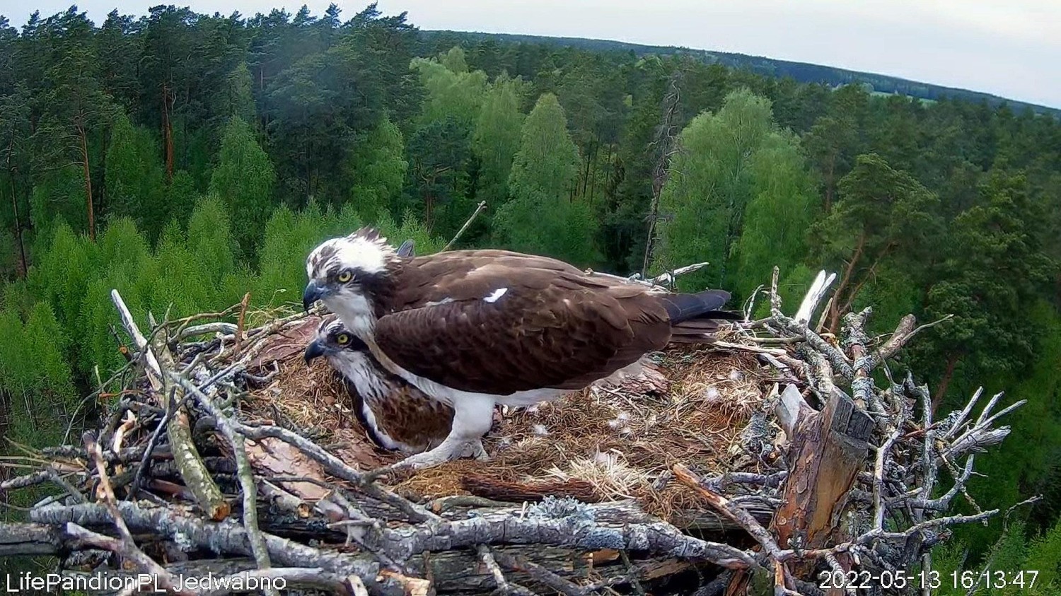 livebirdspoland_4b2233f33d1ad41d03d1cf6e87dbd8aa.jpg