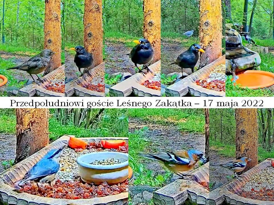livebirdspoland_3e5c864fe2aa4688dd0c5d7ddcb3e0eb.jpg