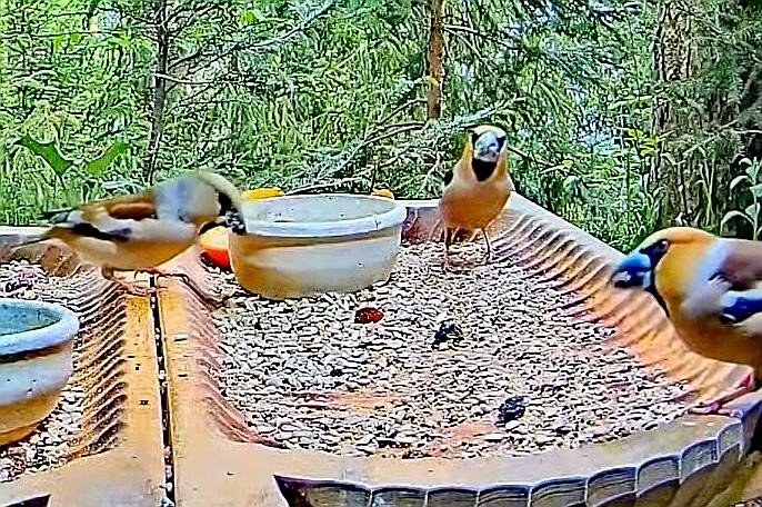 livebirdspoland_f7c67106744c4b36545808d8392c25e3.jpg