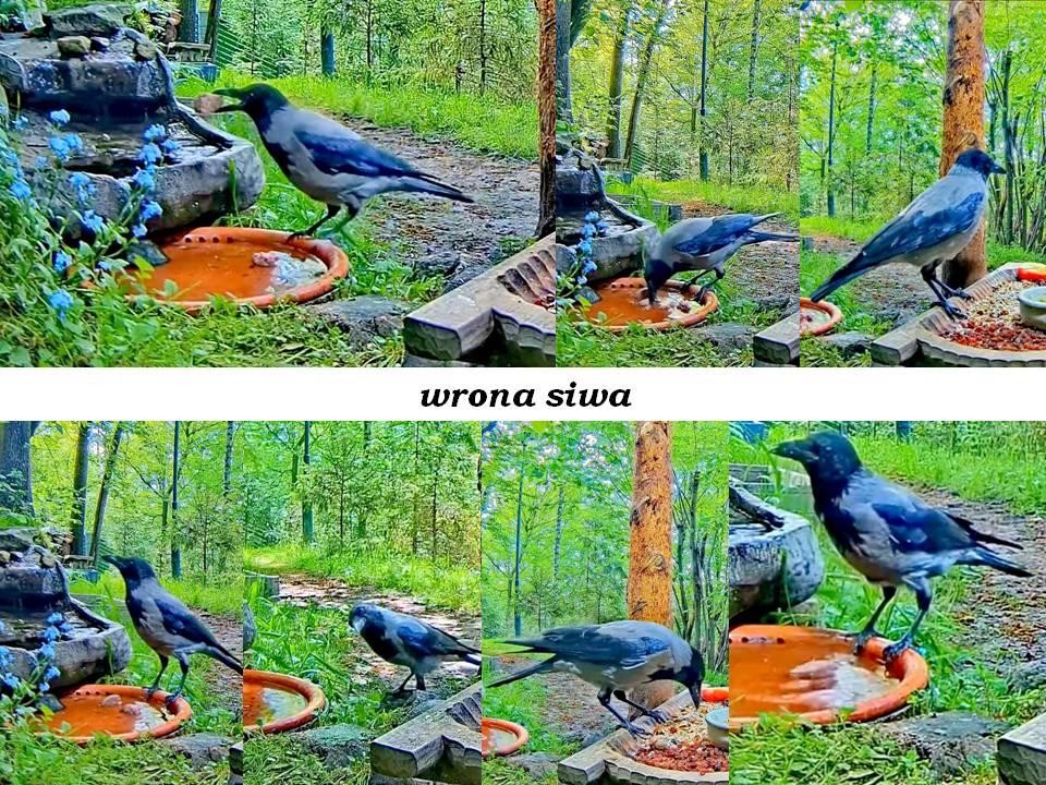 livebirdspoland_6cd2ca0dfb477b5077bf141d718188da.jpg