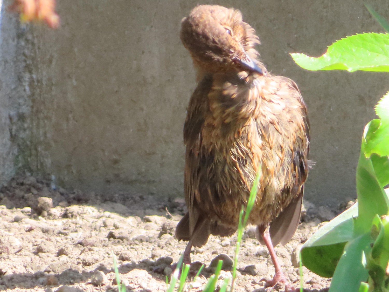 livebirdspoland_c545835f0809eefaddfc6e1ceb9a1f75.jpg