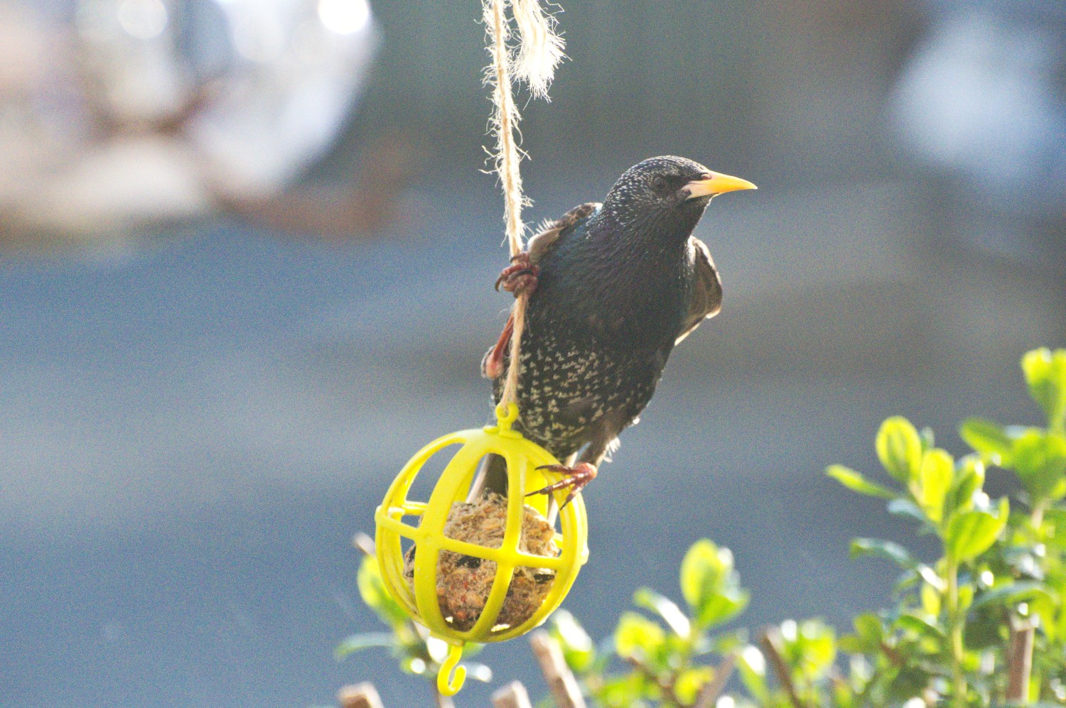 livebirdspoland_39dff6f23c970ad8ed7f8886ecf3bc45.jpg