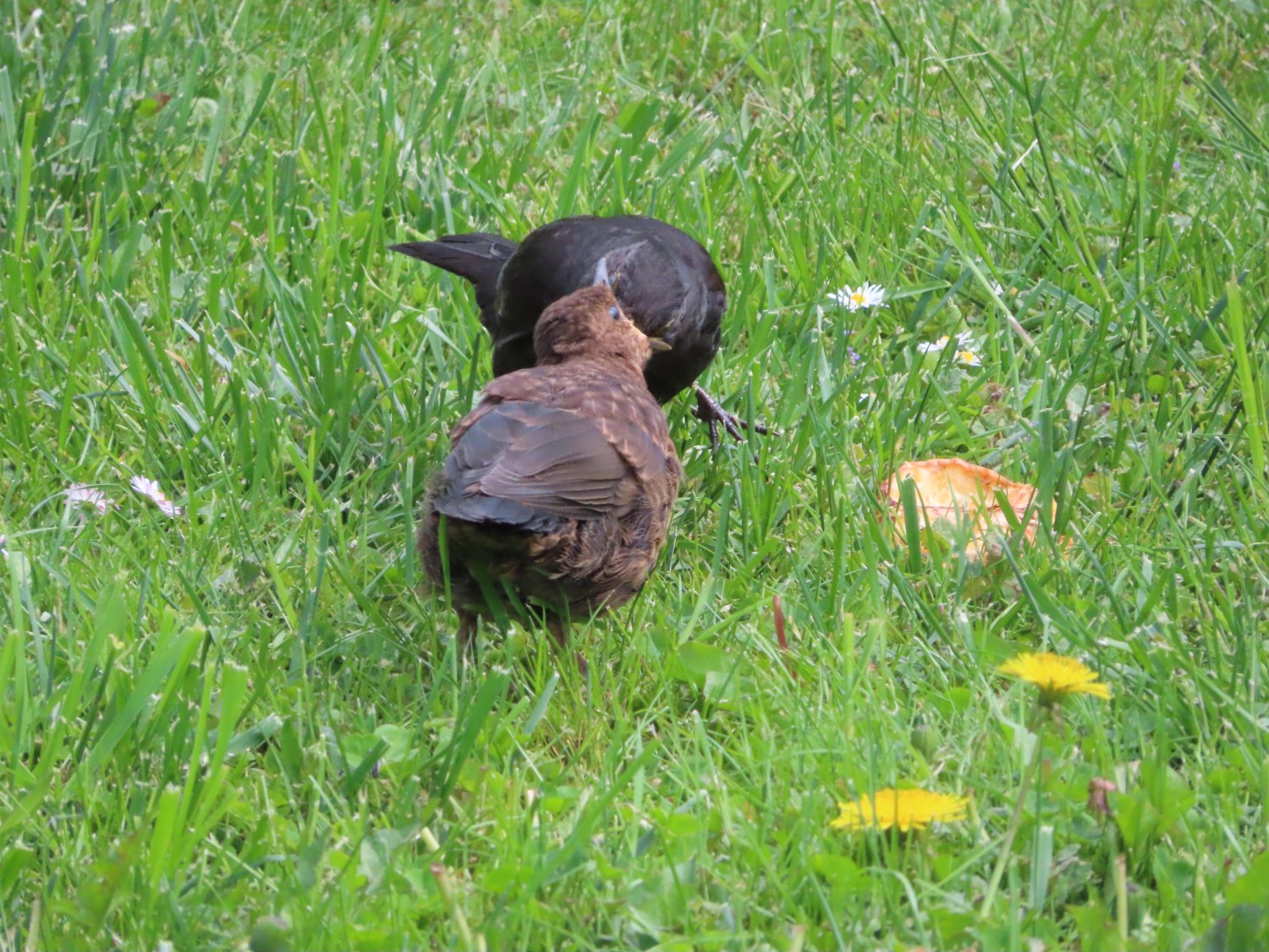 livebirdspoland_9ea00be39cff2c53238a858a9977cca9.jpg