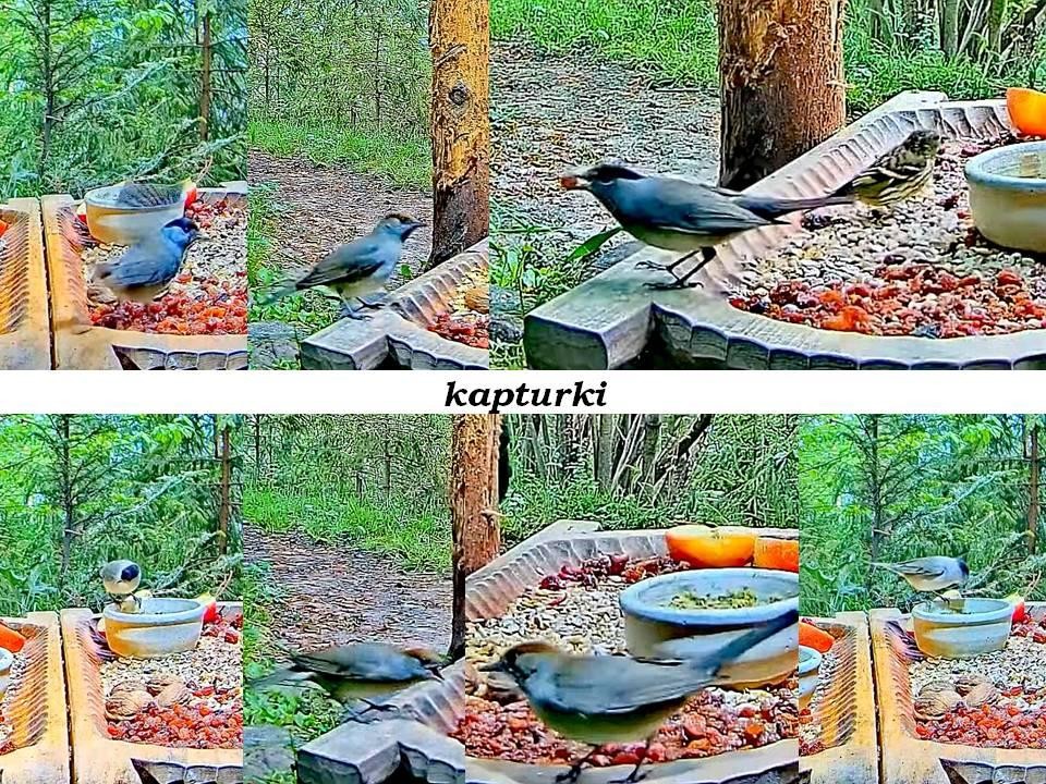 livebirdspoland_5fb0142820128039291d4668b65d230f.jpg