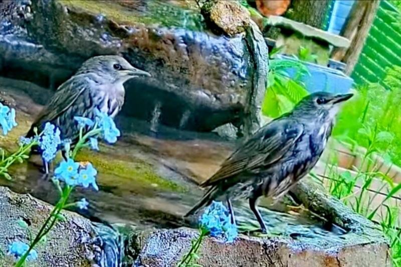 livebirdspoland_5e620465a5a4dafa8b87e68c290e63a5.jpg