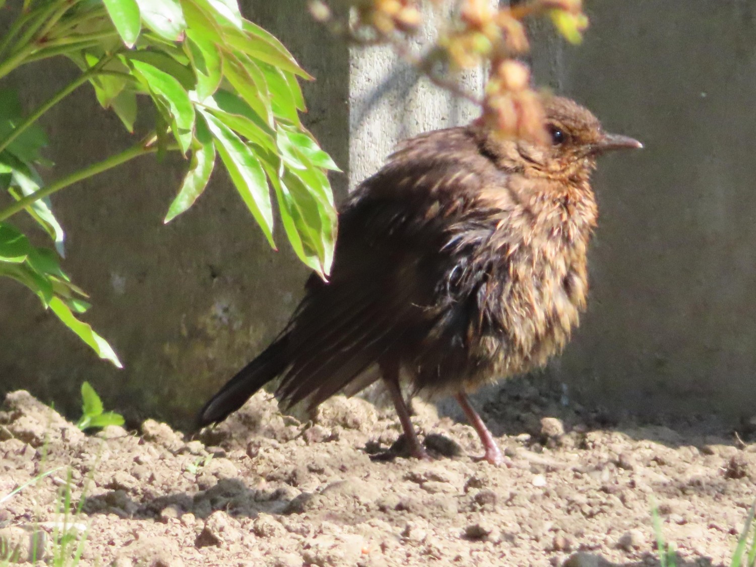 livebirdspoland_fedc13b41b9736be4c519aaa653d8d5f.jpg