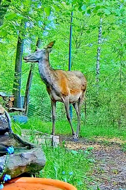 livebirdspoland_70191b13c01ec23dd193ee24d1cf96e4.jpg