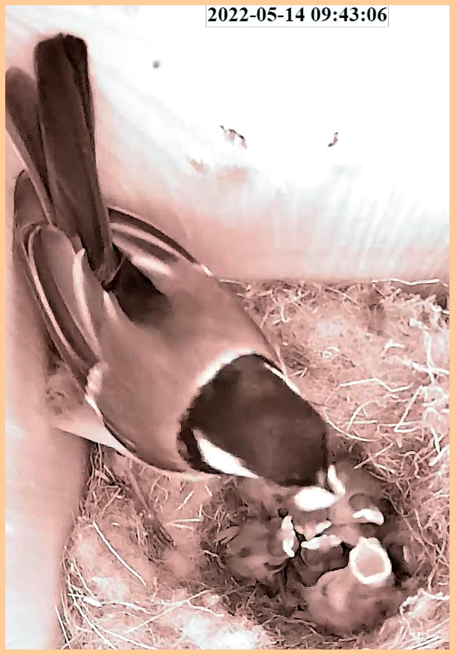 livebirdspoland_e950bae05e4cb934fc7966b56d0a5662.jpg
