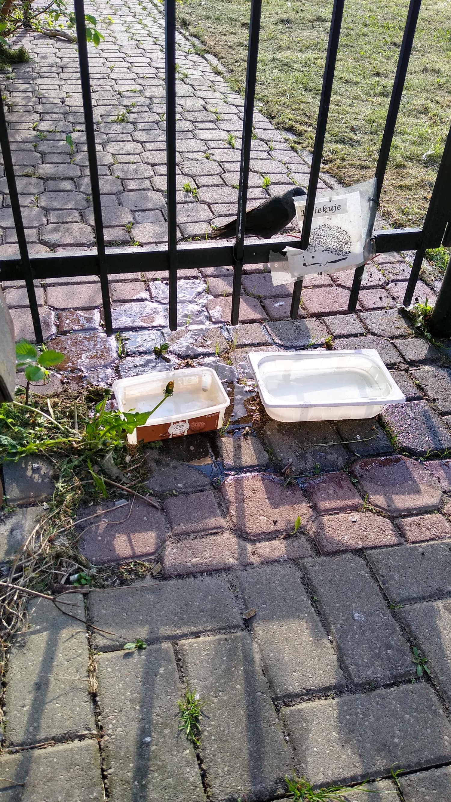 livebirdspoland_50faab21ec8e59a1832ade1da544eb5d.jpg