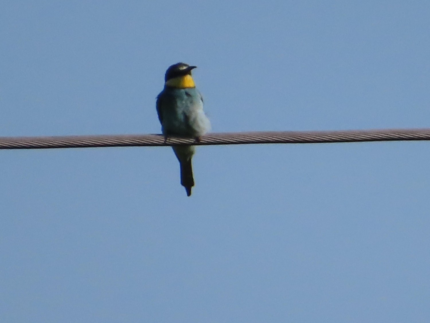 livebirdspoland_1f05d6b5377ccc2181275628323f2877.jpg