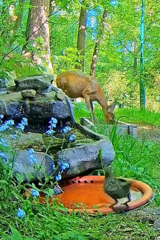livebirdspoland_b2ff0c779e22bfb76ecbab76e45f2c6e.jpg