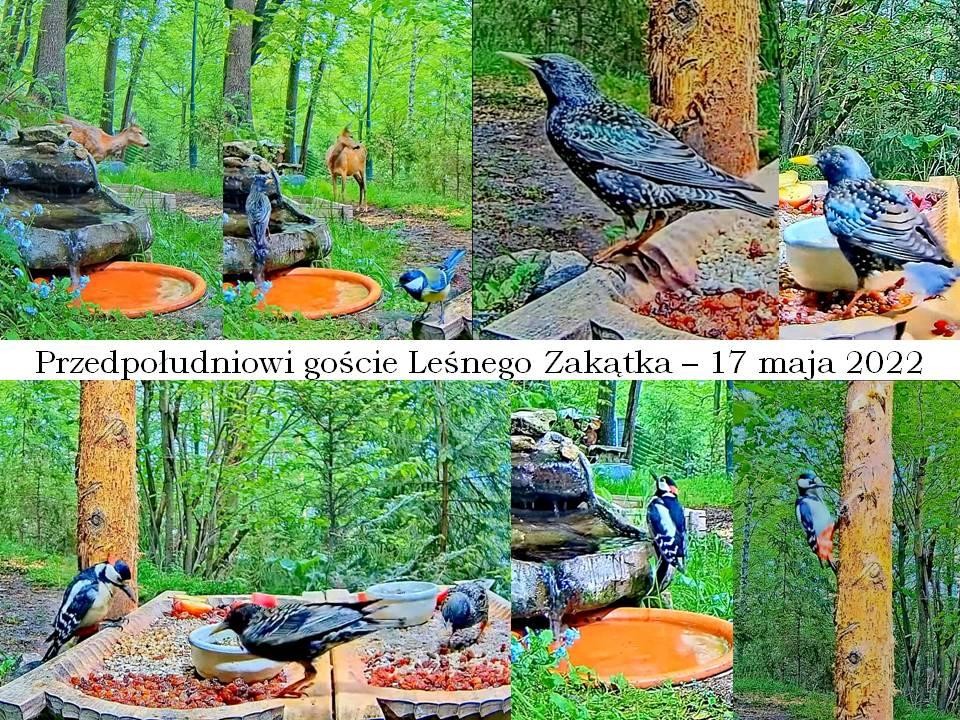 livebirdspoland_b1c60e39b224a0664a4d8cc7e5159286.jpg