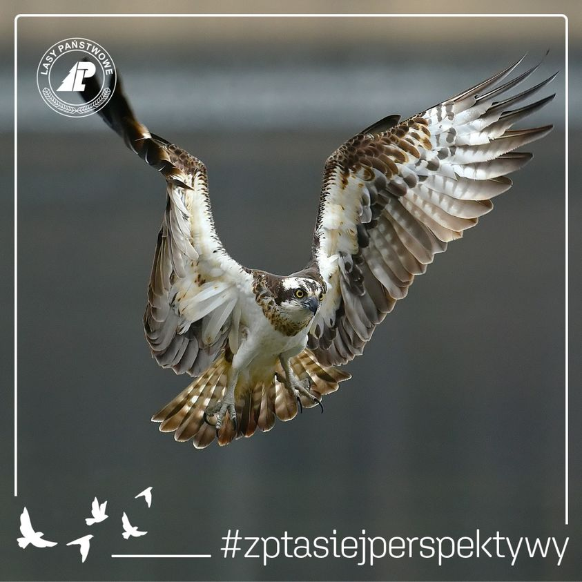 livebirdspoland_771a4cfc7fb30681c734bbe94c38fd2d.png
