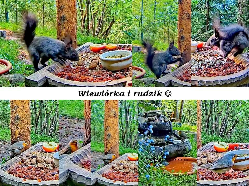 livebirdspoland_4db19f9723897449897e8b69d2342f69.jpg