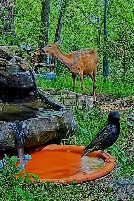 livebirdspoland_4ec5b5c2ecd3b517e52ed3ed2734d2a9.jpg