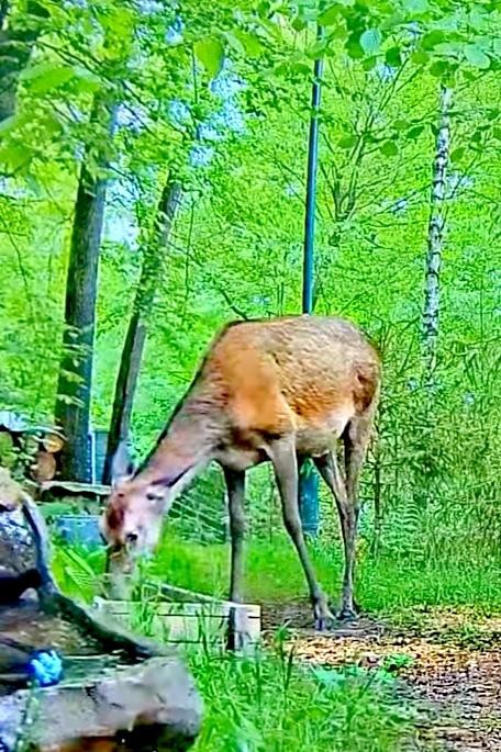 livebirdspoland_9b376427a329697f3c5608a8e0452708.jpg