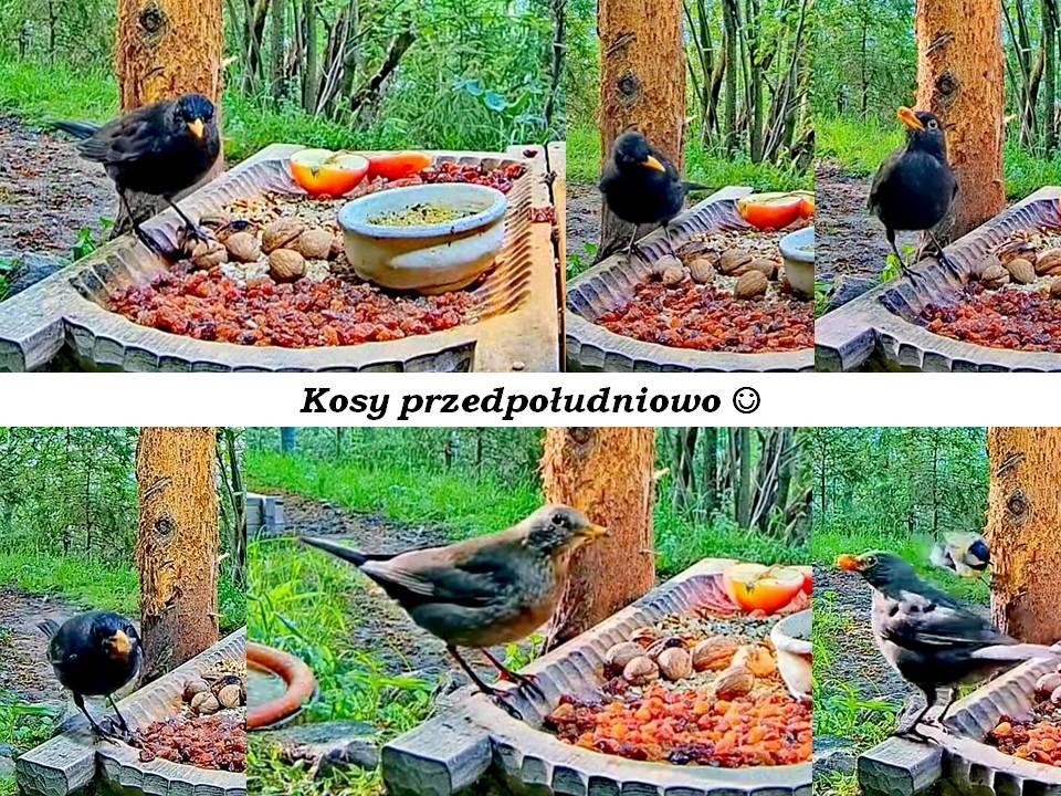 livebirdspoland_1abb4c1d5c11007b3d664af7faa46a4b.jpg